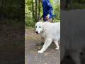 Lily リリー #greatpyrenees #todaysrunrun #グレートピレニーズ #今日のルンルン