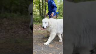 Lily リリー #greatpyrenees #todaysrunrun #グレートピレニーズ #今日のルンルン