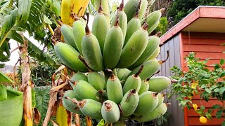 When Are Your Bananas ACTUALLY Ready? (Watch This To Get It Right)