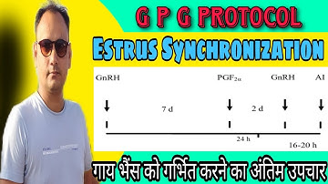 GPG Protocol In Cow ।। Estrus Synchronization in Cattle