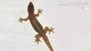 Dj cica-cica di dinding