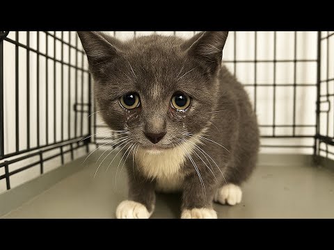 Кот плакал в клетке и не подпускал никого. Когда ветеринар его осмотрел — все замерли от ужаса...