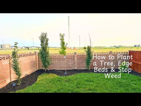DIY Yard Refresh: Removing Dead Trees, Edging, Mulching & Lawn Care