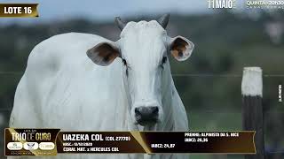 Lote 16 Col 27770