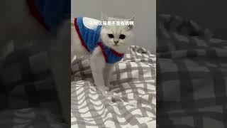 Lol, Cute & Funny Cats Compilations Trending Viral Cats Videos -Eps502