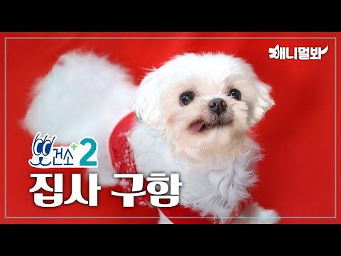[뽀건소 입양 프로젝트-1화] 🍎쥬씨🍎ㅣ[Dr Paw Adoption Project] 🍎Juicy🍎