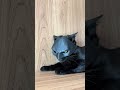 The Funniest Black Cat Behavior #funnycat #RankingHUH