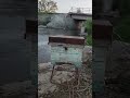 Олегыч улей полюбил 🤣