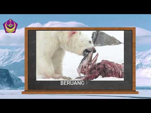 Video: Apa Yang Dimakan Oleh Beruang Kutub?