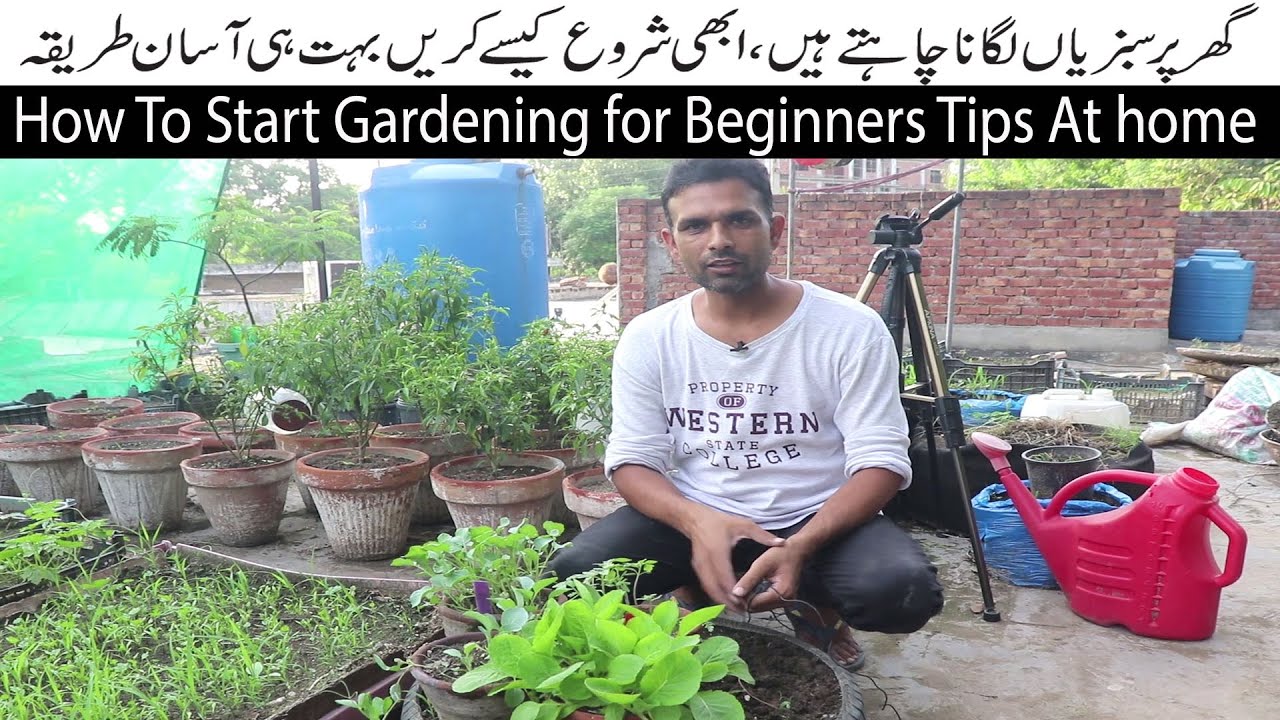 Ghar Per Vegetables Kaise Laga Skte Hai Tips For Beginners Vegetable