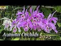 Autumn Orchids Exhibition — In Full Splendor as Winter Nears. 冬が近づく中、華やかに咲く秋の洋ラン展が、新宿御苑と昭和記念公園で開催。