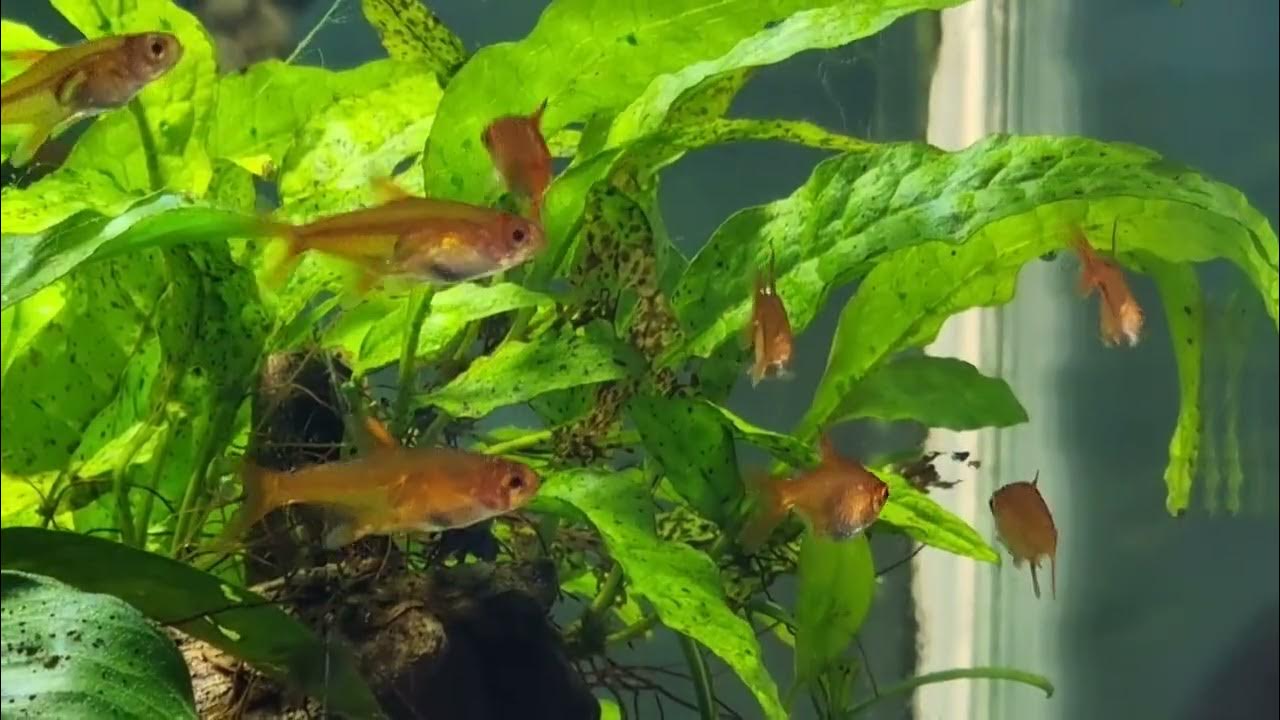 Care Guide for Ember Tetras — Orange Jewels of the Nano Aquarium – Aquarium  Co-Op