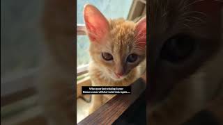 Why Do Humans Talk Like This To Pets