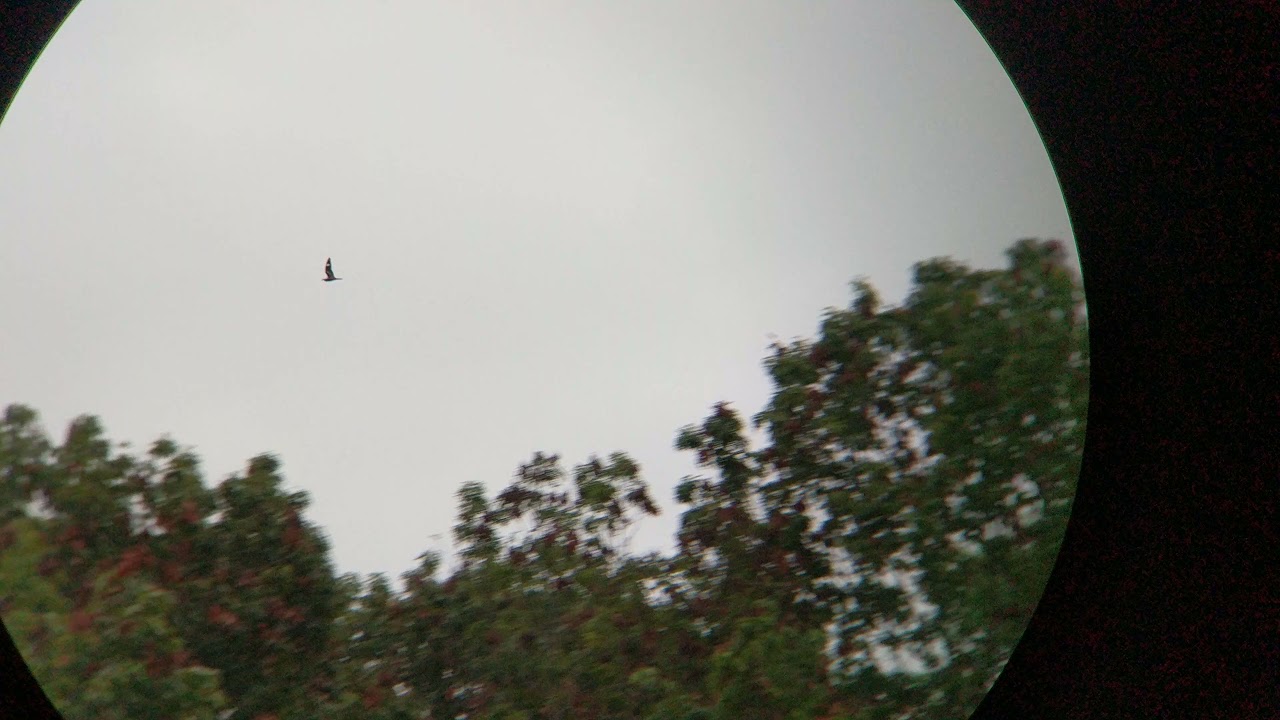 Common Nighthawk Flying in the Evening