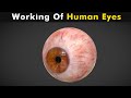 Working of human eyes  structure and function of human eyes urduhindi