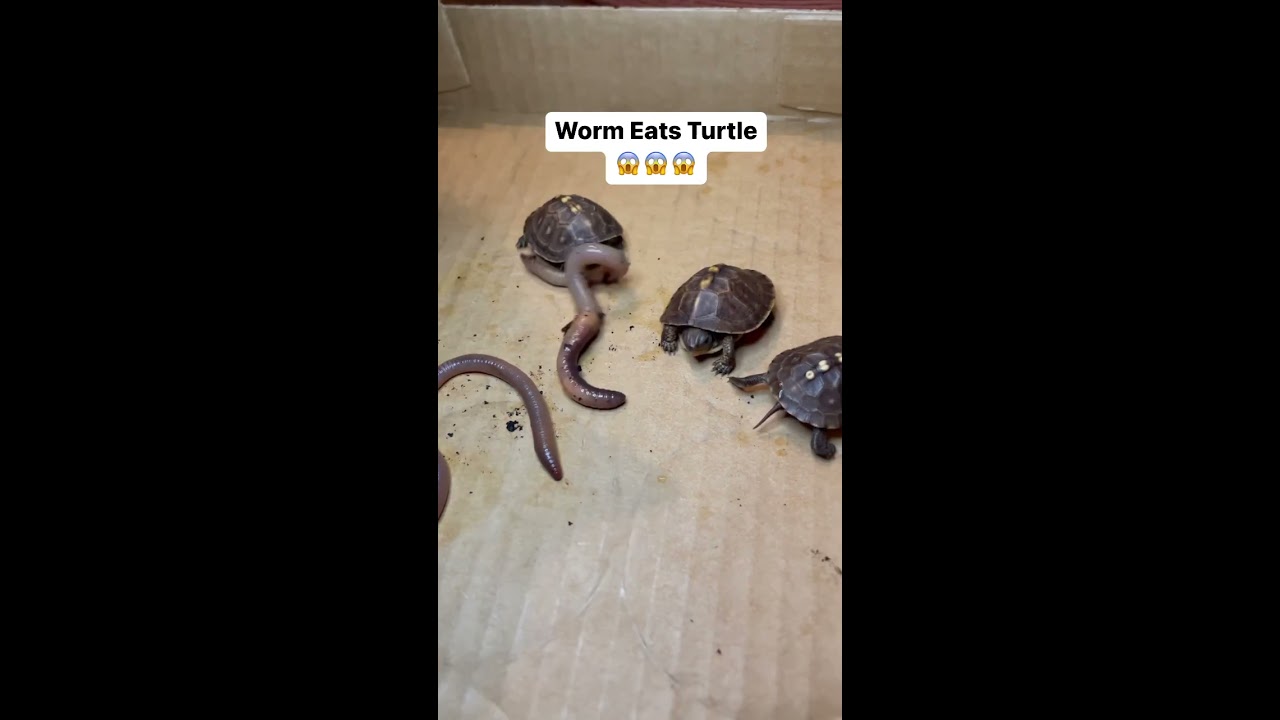 Have You Ever Seen A Worm Eating Turtle Easternboxturtle Shortvideo