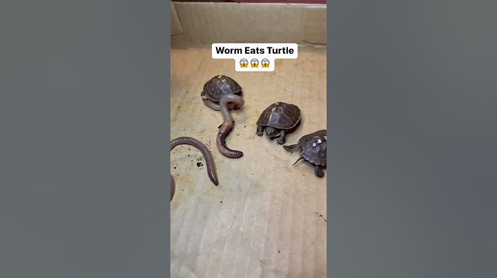 Have you ever seen a Worm eating a Turtle?🥵 #easternboxturtle #shortvideo
