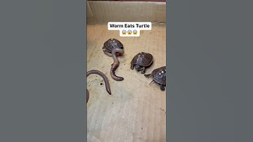 Thumbnail of Have you ever seen a Worm eating a Turtle?🥵 #easternboxturtle #shortvideo