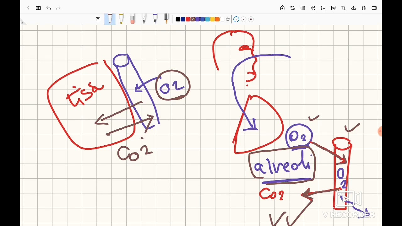 RRS : LEC 1 physiology