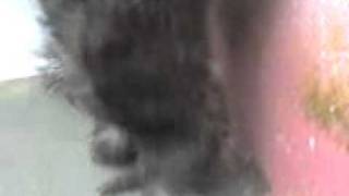G:\for uploads\she poops on d wall.3gp