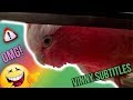 Vinny The Talking Cockatoo Destroys The Wall | COCKATOO TALKING | * Vinny Subtitles