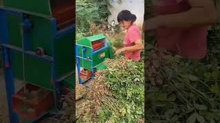 Download Lagu ide cerdas,, merontokan biji kacang tanah dengan mesin #shorts #agricultureindonesia #agriculture MP3