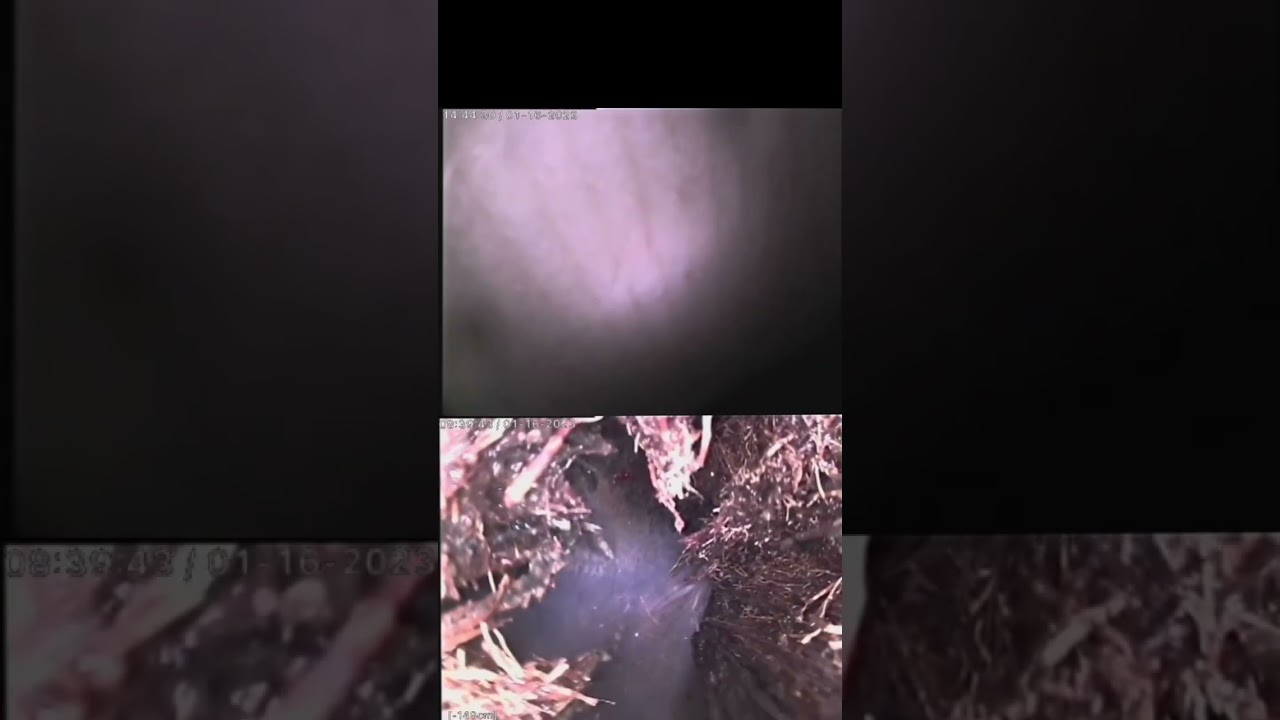 Pipe lining company Sydney fixing this sewer without touching a single shovel. Before and after