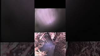 Pipe Lining Company Sydney Fixing This Sewer Without Touching A Single Shovel. Before And After