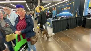 Did this dog get distracted at all?