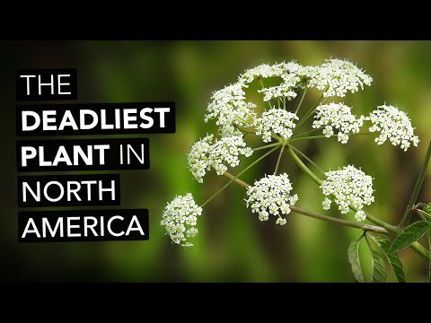 Video: Canadian hemlock is a North American plant that adorns the whole world