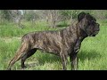 Кане Корсо ( Cane Corso)- ТРАКТОР