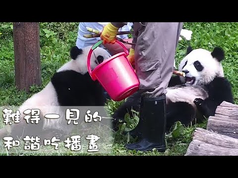 《熊貓早晚安》難得一見的和諧吃播畫 | iPanda熊貓頻道