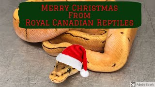 Seasons Greetings from RCR - 2018