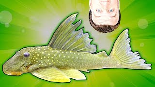 Tropical Fish Green Phantom Pleco L200 - New Aquarium Fish In The Fish Room