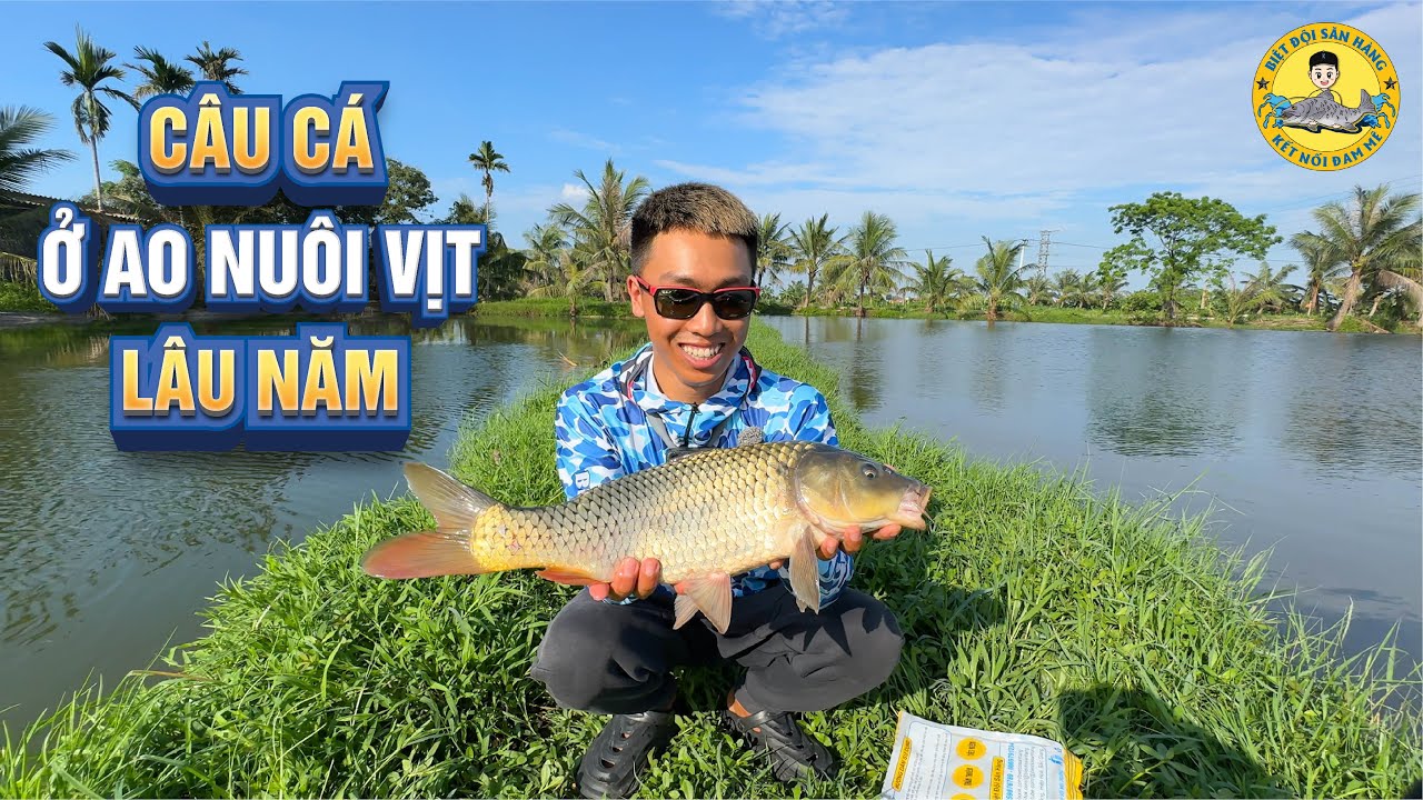Câu Cá ở Ao Nuôi Vịt Lâu Năm: Phê Nhức Nách?