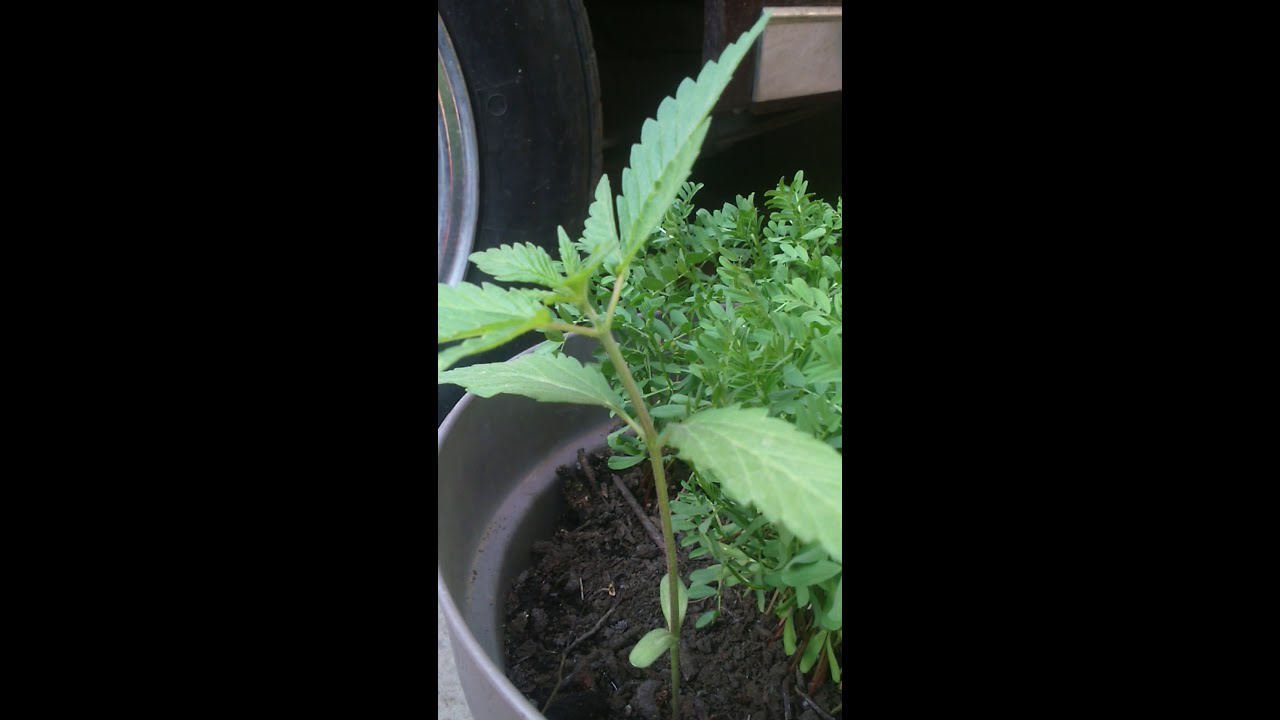 MARIHUANA RUDERALIS un poco discreta