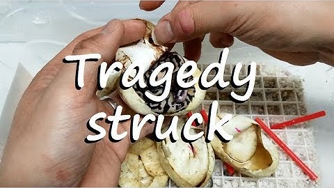 Ball Pythons: 2019 Clutch 1 Update - Clean up