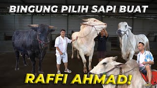 PILIHIN RAFFI AHMAD SAPI SAPI JUMBO BUAT QURBAN DI SETIA FARM!