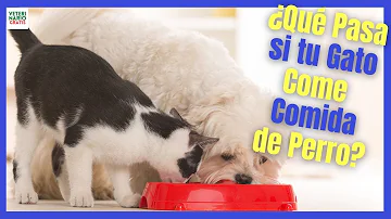 ¿Pueden los gatos comer comida para perros?