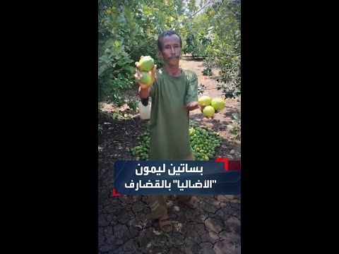 مزارع يكشف نجاح زراعة ليمون الأضاليا النادر في جنوب القضارف شرقي السودان