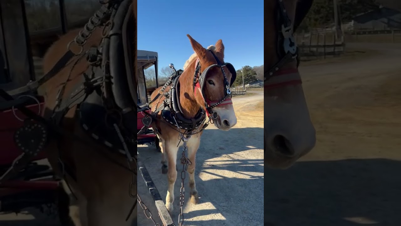 TSP LOT# Molly & John Mule - 10/11 YO - 14.3-15 H - $14,000 - 𝐅𝐎𝐑 𝐄𝐕𝐄𝐑𝐘𝐓𝐇𝐈𝐍𝐆 𝐒𝐄𝐋𝐋𝐒 𝐀𝐒 𝐀 𝐖𝐇𝐎𝐋𝐄! 