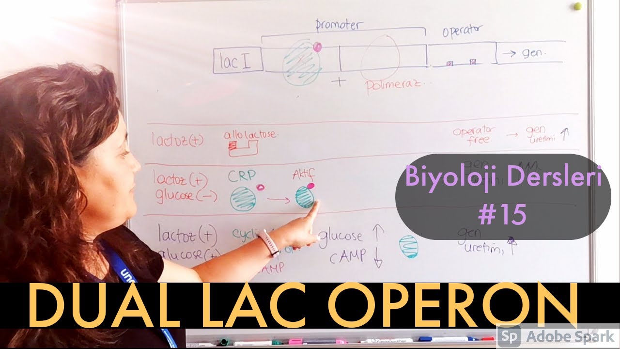 Biyoloji Dersleri #15: DUAL LAC OPERON | BAKTERİDE GEN DÜZENLEMESİ