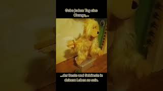 Keduma -Gebe jedem Tag eine Change #marionette #memes #keduma #funny #theater #change #puppen