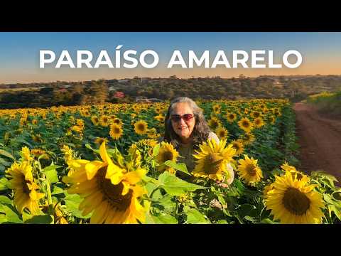Campo de girassol com imagens com drone