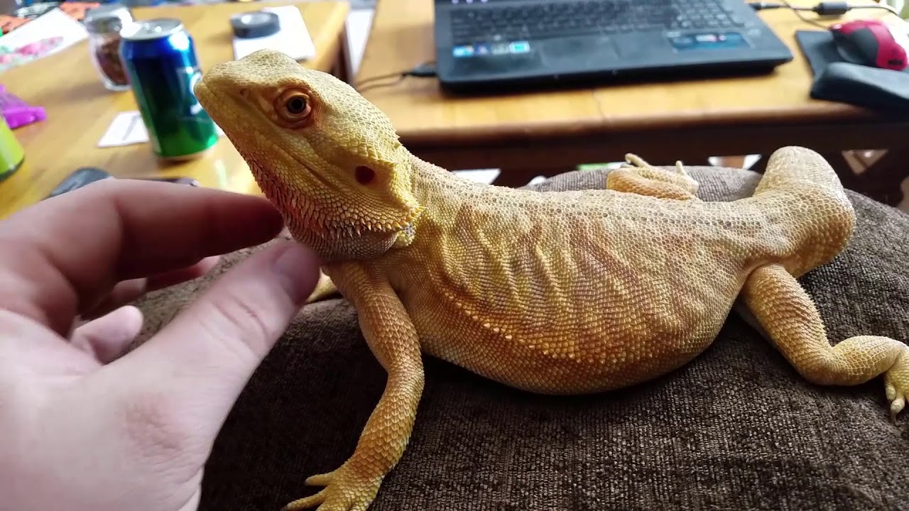 snake oil Chilling With A Bearded Dragon - Khaleesi Sitting On A Pillow