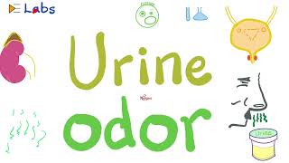 Urine Odors - Why does my urine smell?