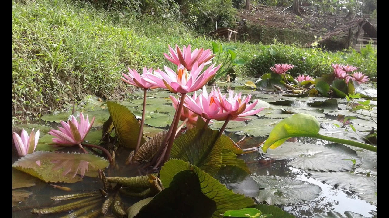  Bunga  Teratai  nan cantik di Taman Teratai  PondokZamrud 