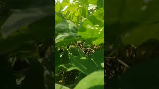 Systm Pe Systm Elvis Bhoiii Travel Nature