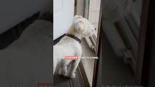 Do You Feel GUILTY About Leaving Your DOG HOME ALONE?🐾