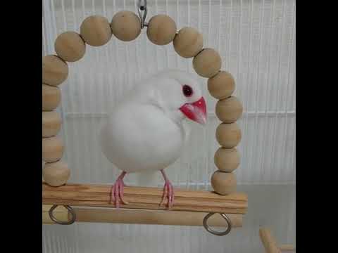 Java sparrow cute birds | Home birds